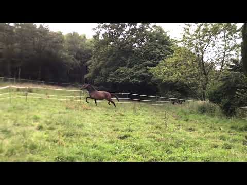 *2019 Stute Marc Cain x Grafenstolz SOLD!!!