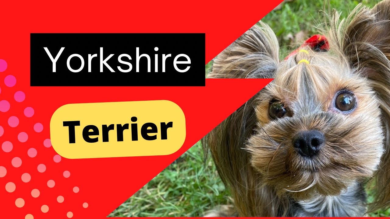 Yorkshire Terrier Toy barking compilation