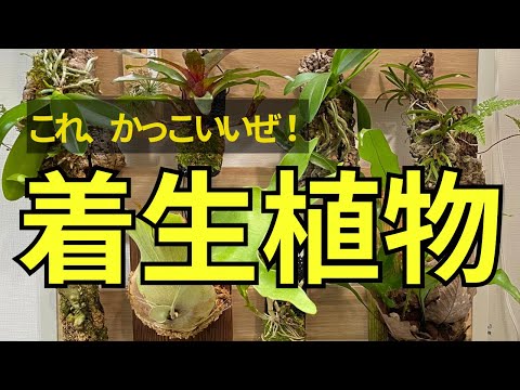 レフコジェン 植物