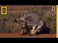 Kangaroo Birth National Geographic