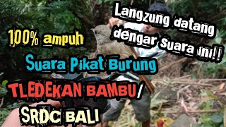 Download lagu 🔴TERBARU! Suara Pikat BURUNG SRDC BALI / TLEDEKAN BAMBU 100% AMPUH!!!! mp3 Download lagu 🔴TERBARU! Suara Pikat BURUNG SRDC BALI / TLEDEKAN BAMBU 100% AMPUH!!!! mp3