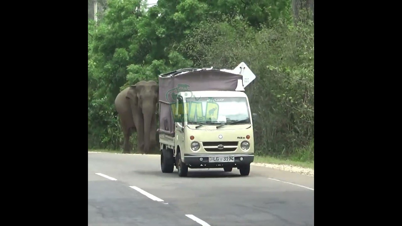 Wild Elephant on Main Road | Elephant #elephant