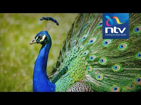 President Magufuli gifts Uhuru with peacocks after private visit in Tanzania