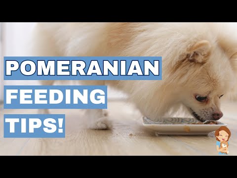 The Ultimate Guide to Feeding Your Pomeranian: Schedule & Tips!