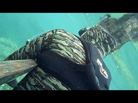 Sarago tiro bello lungo