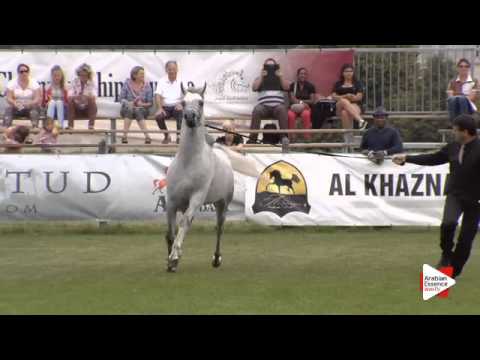 N.87 MAHDER AL JAMAL - Chantilly 2015 ABCE - Stallions 4 years old (Class 9)