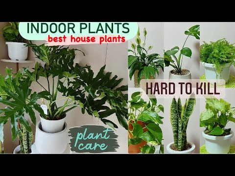 , title : 'How To Care For Indoor Plants | Best House Plants'