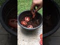 Grow Your Vegetable Garden At Home Plants Tomatogarden Garden Gardening