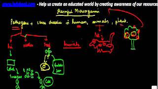 Biology - Harmful Microorganisms
