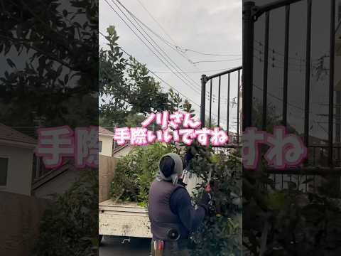 驚異的な観賞用の庭園を作るのに最適な、太陽に咲く最高の低木は何ですか?  庭園