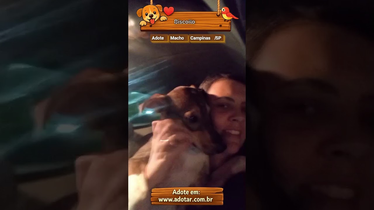 Cachorro raça SRD-ViraLata idade 7 a 11 meses nome Biscoito 