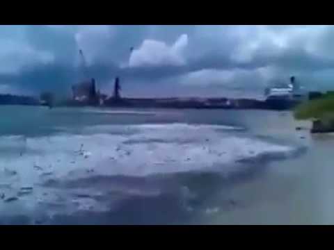 Thousands of Fish Seen Jumping out of Ocean onto Beach