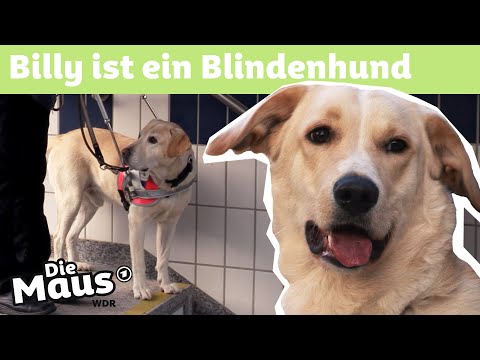 Blindenhund | DieMaus | WDR