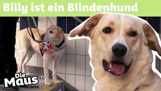 Blindenhund  DieMaus  WDR