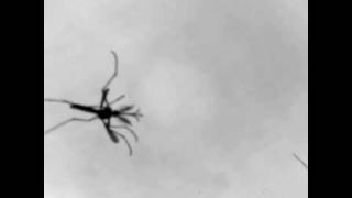 Mosquitoes Mating, Now With Love Song Soundtrack