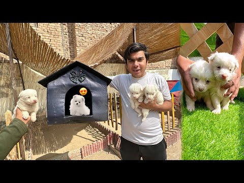 Finally Cute Puppy La Aiy Hum 😍