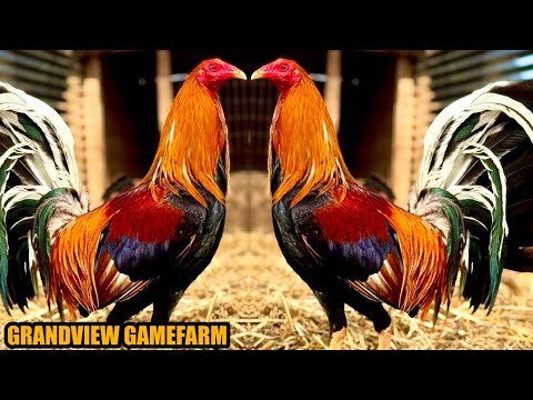 Joe Brown Sweater Cowan Hatch Yellow Leg Albany | GRANDVIEW GAMEFARM