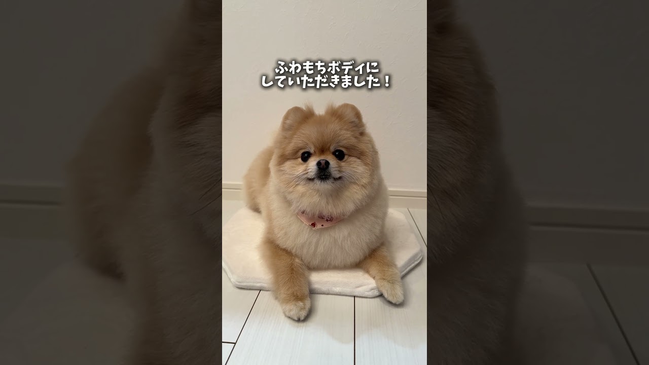 ちびツノがポイントなポメ