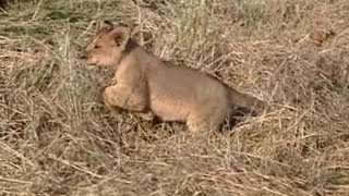 Brave Lion Cub Is Not Scared Of The Car!