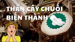 [Độc lạ tái chế] Làm thế nào thân cây chuối bị lãng phí trở thành băng vệ sinh