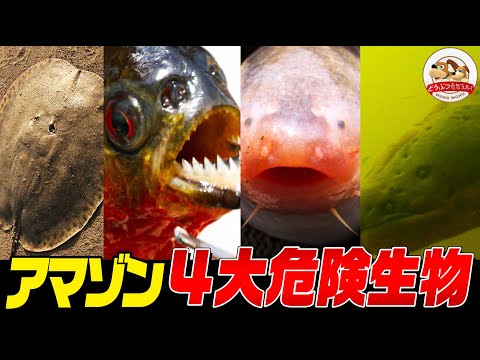 ブラジルで最も有毒な海洋動物