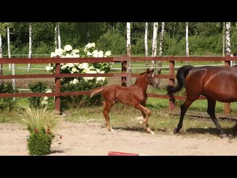 Vitalis x Sir Donnerhall colt, 2021