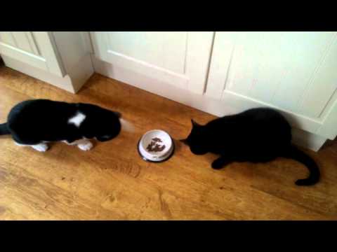 Cats Smudge N Alfie Sharing Food