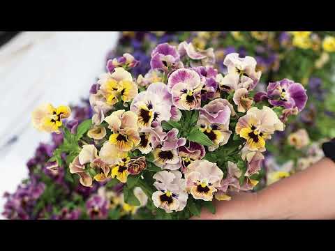 'Frizzle Sizzle Mini Tapestry' Viola From Johnny's