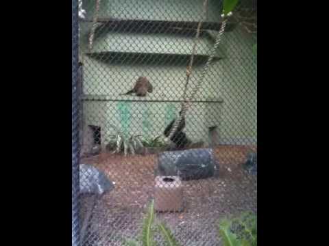 Joh-leen and Bono Gibbons