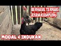 SUKSES TERNAK AYAM KAMPUNG ️DENGAN MODAL 4 INDUKAN