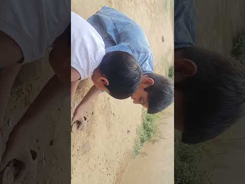 soil cake & pesti making