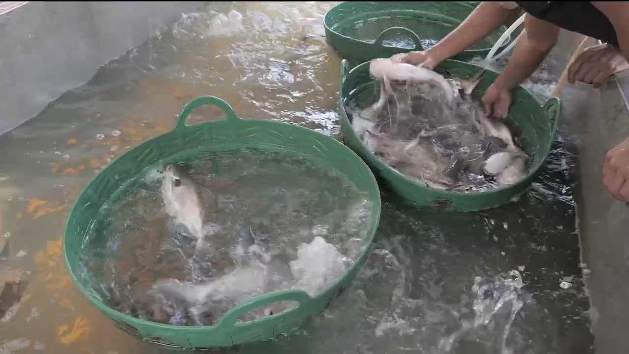 Nutritional Innovations in Aquaculture: Meeting the Needs of Aquatic Species for Sustainable Growth