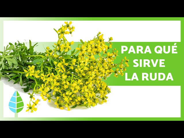 Vídeo relacionado con Ruda 200g - Ruda Hojas - Infusion Ruda - Te de Rudas - Ruda Planta - Ruda a Granel (200 gr)