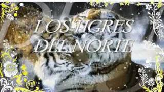 ME DECLARO CULPABLE(los tigres del norte)