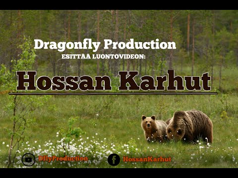Dragonfly Production • Nature Video Hossa Bears