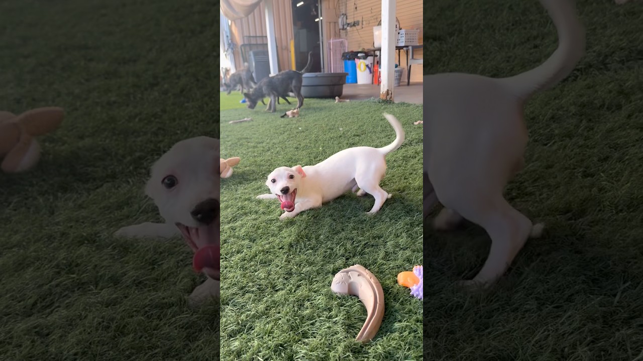 Salt, a ADOPTABLE mixed breed in PHOENIX, AZ video 3/6