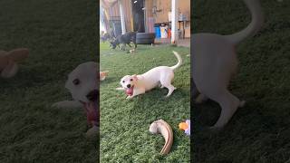 Video preview image #1 Chihuahua-Unknown Mix Puppy For Sale in Phoenix, AZ, USA