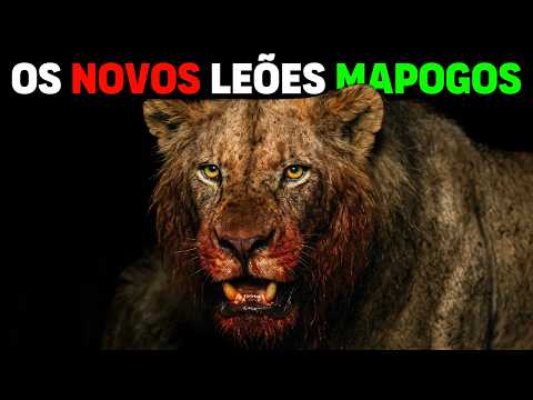 Lion - New Mapogo Lions? Meet Africa's NEW COALITION OF THE MOST VICIOUS LIONS!