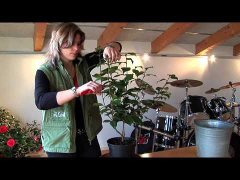 Kamelien schneiden - pflegen - überwintern