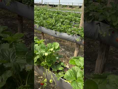 Cultivo de morango elevado em calha Pinheiral RJ