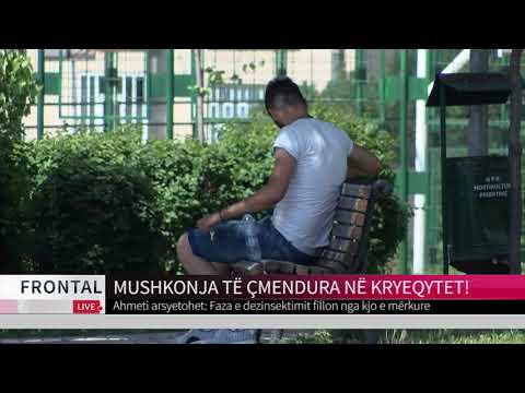 MUSHKONJA TË ÇMENDURA NË KRYEQYTET! | T7