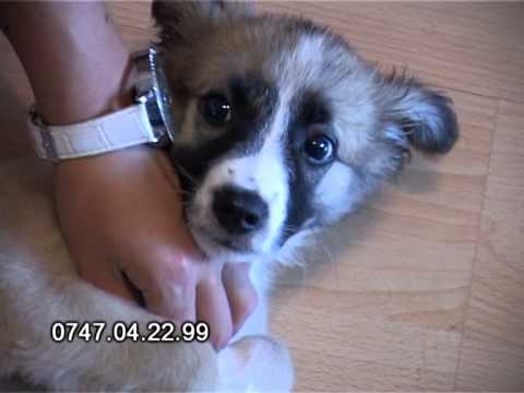 Stire ETV Galati Braila - Ella vrea sa te cunoasca