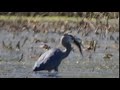 GREAT BLUE HERON SWALLOWS NORTHERN PIKE 5 15 2020