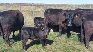 90 Vacas Nuevas con Cría - Nestor Hugo Fuentes S.A. - Plaza Ganadera