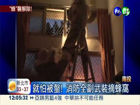 虎頭蜂窩1籃球大 消防緊急摘除