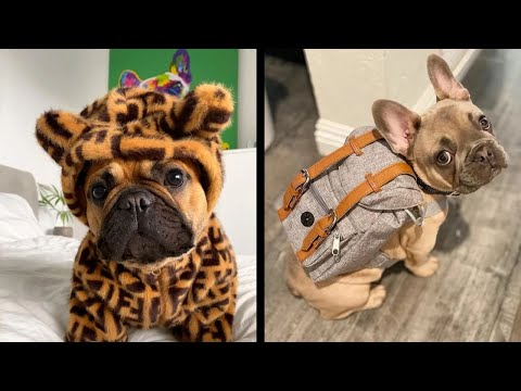 The funniest French Bulldog video | Frenchie compilation