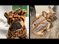 The Funniest French Bulldog Video Frenchie Compilation