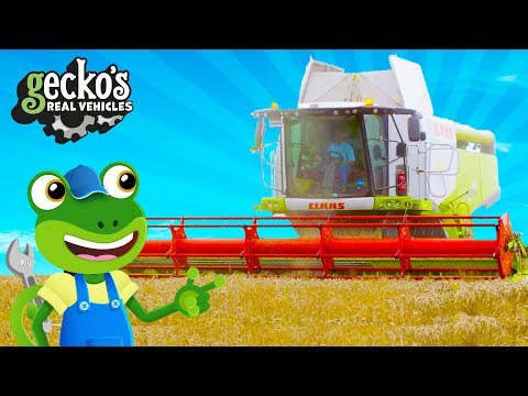 Combine Harvester for Kids | Gecko's Real Vehicles | Educational Tractor Videos For Toddlers
