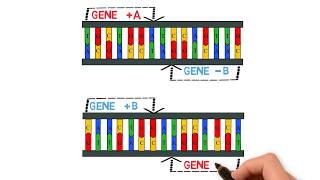 What are Genome Evolution, Mutations, Gene Duplications, Gene Losses, and Inversions?