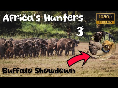 🦁 Africa's Hunters: | Buffalo Showdown | Nature Documentary 🌱🦒
